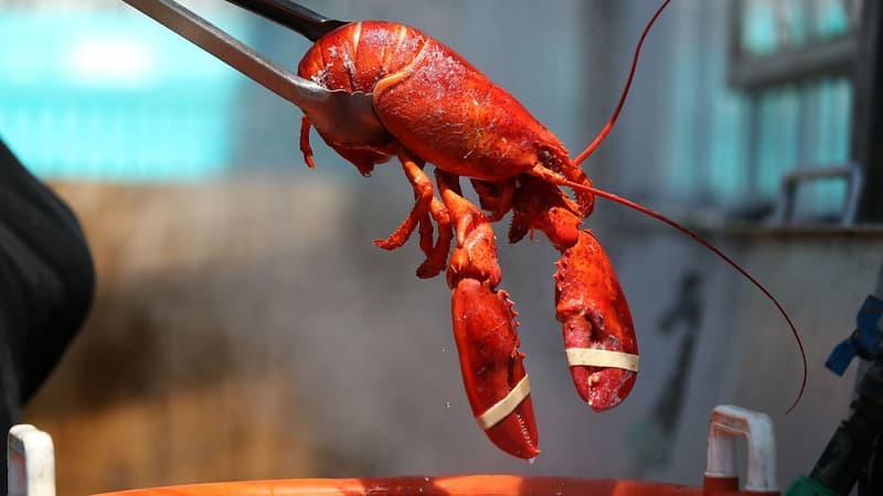 Droits de douane: le homard peut-il réconcilier Donald Trump avec l’Union européenne?